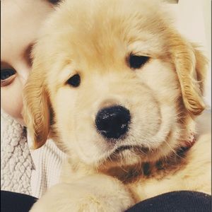 Meet your Posher, Maisie